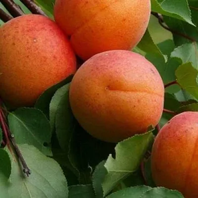 Абрикос ГРАФИНЯ  Абрикос ГРАФИНЯ в Раменском