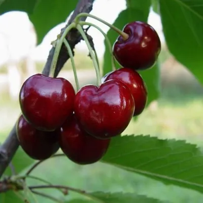 Черешня СТЕЛЛА — описание сорта Черешня СТЕЛЛА в Раменском