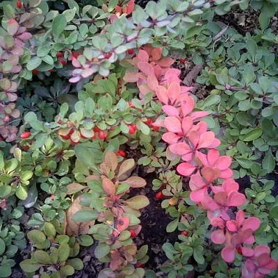 Барбарис ГРИН КАРПЕТ тунберга  Барбарис ГРИН КАРПЕТ тунберга в Раменском