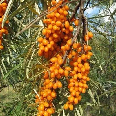 Облепиха НИВЕЛЕНА  Облепиха НИВЕЛЕНА в Раменском