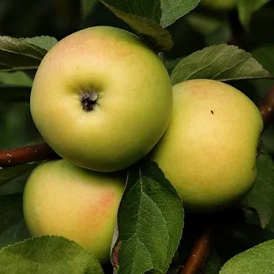 Яблоня ДАНИЛА  Яблоня ДАНИЛА в Раменском