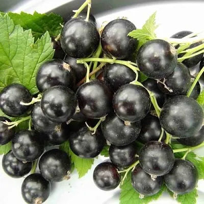 Смородина черная ТИТАНИЯ  Смородина черная ТИТАНИЯ в Раменском