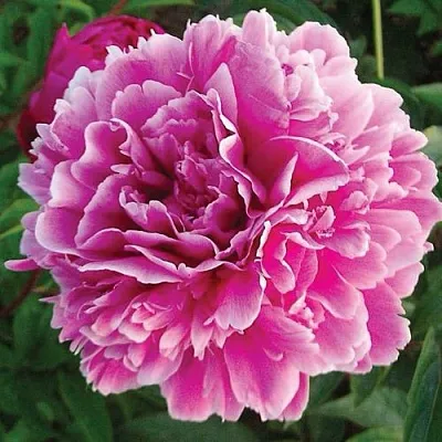 Пион ПУРПУРНАЯ ФЕЕРИЯ травянистый  Пион ПУРПУРНАЯ ФЕЕРИЯ травянистый в Раменском