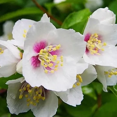 Жасмин БЕЛЬ ЭТУАЛЬ  Жасмин БЕЛЬ ЭТУАЛЬ в Раменском