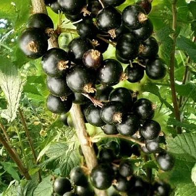 Смородина черная БЕН ТИРЕН  Смородина черная БЕН ТИРЕН в Раменском