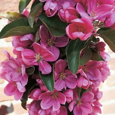 Яблоня ЗЕЛЁНЫЙ БУКЕТ декоративная  Яблоня ЗЕЛЁНЫЙ БУКЕТ декоративная в Раменском