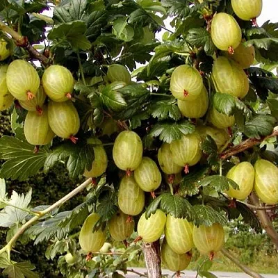 Крыжовник ИНВИКТА в Раменском