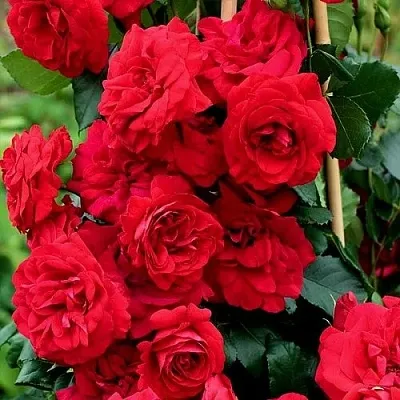 Саженцы роз АМАДЕУС плетистая  Саженцы роз АМАДЕУС плетистая в Раменском