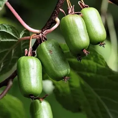 Актинидия СЕНТЯБРЬСКАЯ коломикта  Актинидия СЕНТЯБРЬСКАЯ коломикта в Раменском