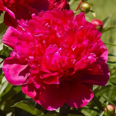 Пион БИГ БЕН травянистый  Пион БИГ БЕН травянистый в Раменском