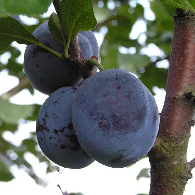 Слива ВЕНГЕРКА БЕЛОРУССКАЯ  Слива ВЕНГЕРКА БЕЛОРУССКАЯ в Раменском