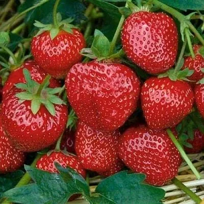 Клубника СЕЛЬВА ремонтантная  Клубника СЕЛЬВА ремонтантная в Раменском