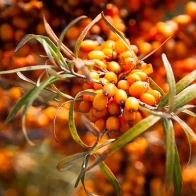 Облепиха ФИНСКАЯ  Облепиха ФИНСКАЯ в Раменском