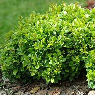 Барбарис КОБОЛЬД тунберга  Барбарис КОБОЛЬД тунберга в Раменском