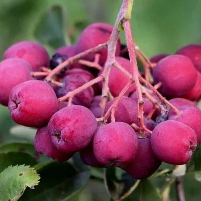 Рябина ДЕСЕРТНАЯ МИЧУРИНА сладкоплодная  Рябина ДЕСЕРТНАЯ МИЧУРИНА сладкоплодная в Раменском