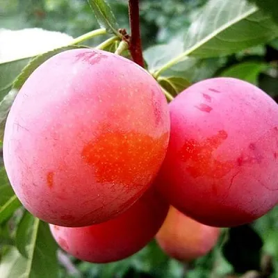 Слива КОМЕТА  Слива КОМЕТА в Раменском