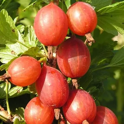 Крыжовник МАШЕКА в Раменском