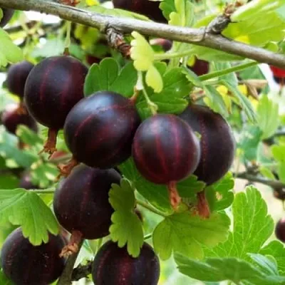 Крыжовник СЕВЕРНЫЙ КАПИТАН в Раменском