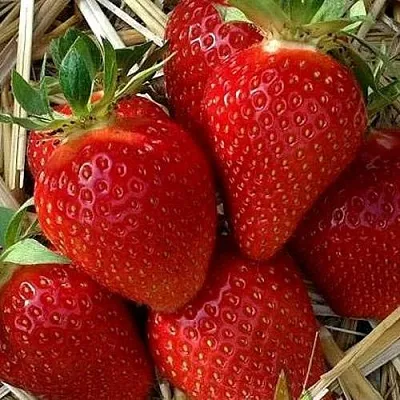 Клубника СИБИЛЛА  Клубника СИБИЛЛА в Раменском