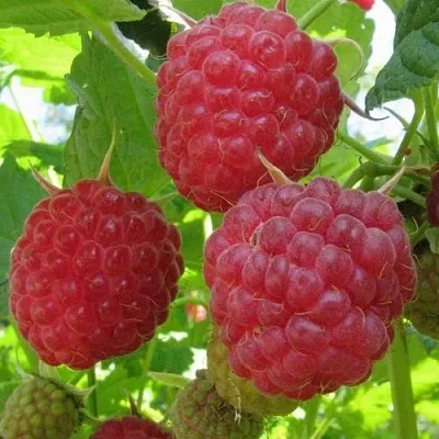 Малина НОВОСТЬ КУЗЬМИНА   Малина НОВОСТЬ КУЗЬМИНА  в Раменском