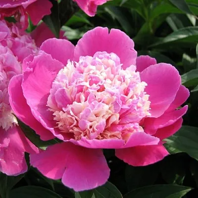 Пион КОРА СТАББС травянистый  Пион КОРА СТАББС травянистый в Раменском