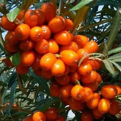 Облепиха ПЛАМЕННАЯ  Облепиха ПЛАМЕННАЯ в Раменском