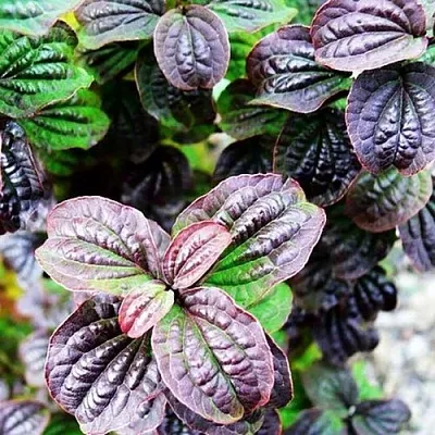 дерен КОМПРЕССА кроваво-красный  дерен КОМПРЕССА кроваво-красный в Раменском