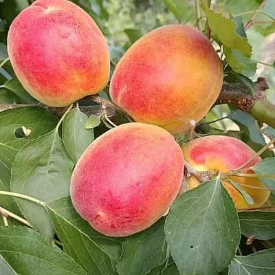 Абрикос ОСОБЕННЫЙ ДЕНИСЮКА  Абрикос ОСОБЕННЫЙ ДЕНИСЮКА в Раменском