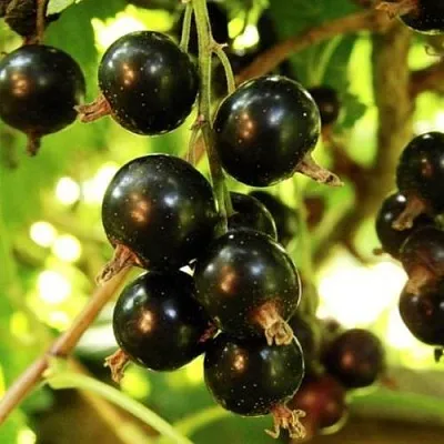 Смородина чёрная НАРА  Смородина чёрная НАРА в Раменском