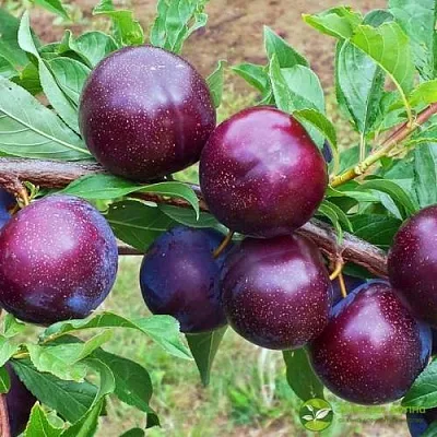 Шарафуга ВЕЛЬВЕТ САНРАЙЗ  Шарафуга ВЕЛЬВЕТ САНРАЙЗ в Раменском