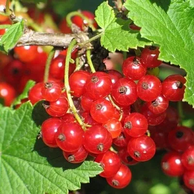 Смородина красная РАЧКОВСКАЯ  Смородина красная РАЧКОВСКАЯ в Раменском