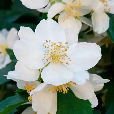 Жасмин ЮСТИНКА  Жасмин ЮСТИНКА в Раменском