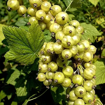 Смородина зеленоплодная СНЕЖНАЯ КОРОЛЕВА  Смородина зеленоплодная СНЕЖНАЯ КОРОЛЕВА в Раменском
