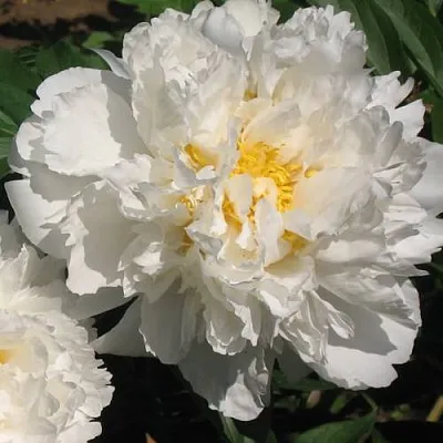 Пион БОУЛ ОФ КРИМ травянистый  Пион БОУЛ ОФ КРИМ травянистый в Раменском