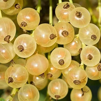 Смородина белая СМОЛЬЯНИНОВСКАЯ  Смородина белая СМОЛЬЯНИНОВСКАЯ в Раменском