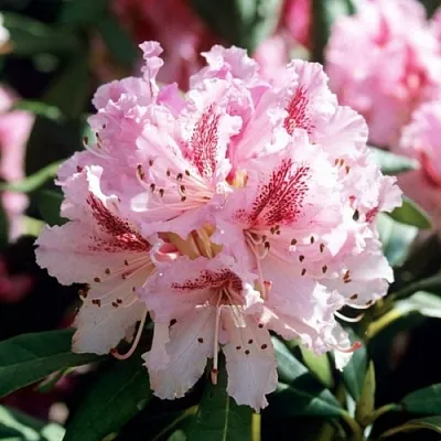 Рододендрон ЧИР в Раменском