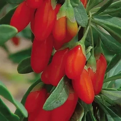 Годжи ВЯЧЕСЛАВ в Раменском