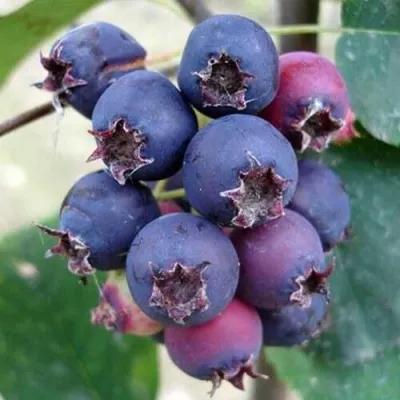 Ирга SLEYT — описание сорта Ирга SLEYT в Раменском