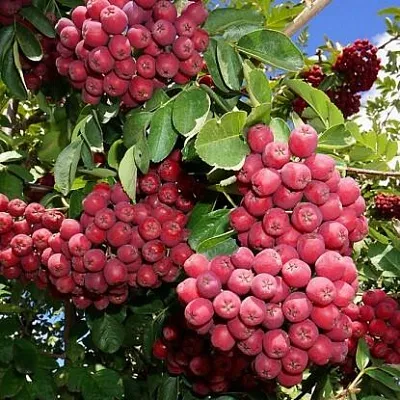 Рябина ГРАНАТНАЯ сладкоплодная  Рябина ГРАНАТНАЯ сладкоплодная в Раменском