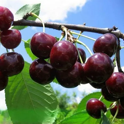 Дюк ЧУДО-ВИШНЯ  Дюк ЧУДО-ВИШНЯ в Раменском