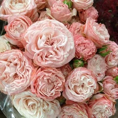 Саженцы роз МАДАМ БОМБАСТИК спрей  Саженцы роз МАДАМ БОМБАСТИК спрей в Раменском