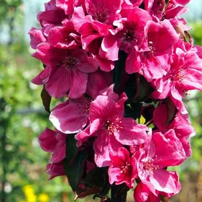 Яблоня МАЛИНОВОЕ ОЖЕРЕЛЬЕ колонновидная  Яблоня МАЛИНОВОЕ ОЖЕРЕЛЬЕ колонновидная в Раменском