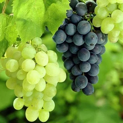 Столовый  Столовый в Раменском