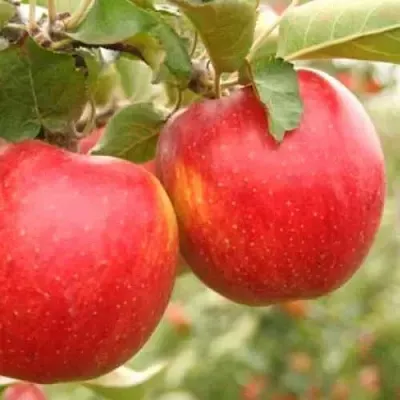 Яблоня ДЖОНАГОЛД  Яблоня ДЖОНАГОЛД в Раменском