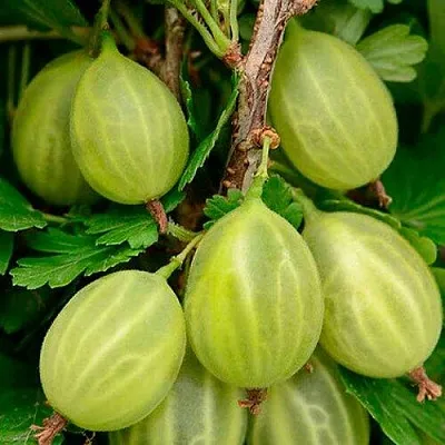 Крыжовник УРАЛЬСКИЙ ИЗУМРУД в Раменском