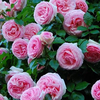 Саженцы роз ПЬЕР ДЕ РОНСАР плетистая  Саженцы роз ПЬЕР ДЕ РОНСАР плетистая в Раменском