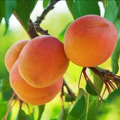 Абрикос ДЕБЮТ  Абрикос ДЕБЮТ в Раменском