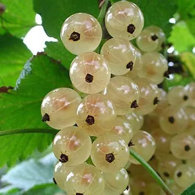 Смородина белая ЮТЕРБОРГСКАЯ  Смородина белая ЮТЕРБОРГСКАЯ в Раменском