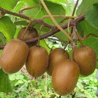 Актинидия ХЕЙВАРД деликатесная   Актинидия ХЕЙВАРД деликатесная  в Раменском