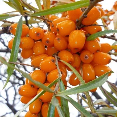 Облепиха КОСТЕР  Облепиха КОСТЕР в Раменском